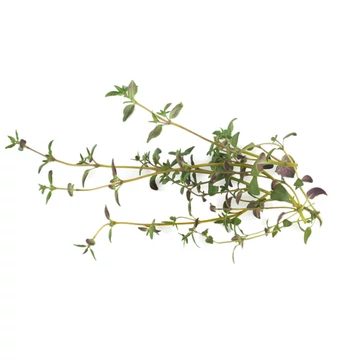 BIO KAKUKKFŰ AROMAVÍZ / THYMUS VULGARIS 100 ML
