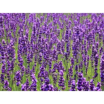 BIO ORVOSI LEVENDULA AROMAVÍZ / LAVANDULA ANGUSTIFOLIA 100 ML