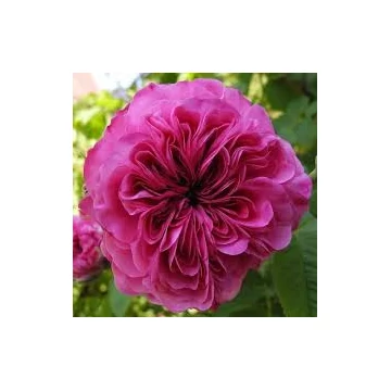 BIO DAMASZKUSZI RÓZSA AROMAVÍZ / ROSA DAMASCENA 200 ML