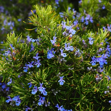 BIO ROZMARING AROMAVÍZ / ROSMARINUS OFFICINALIS 200 ML