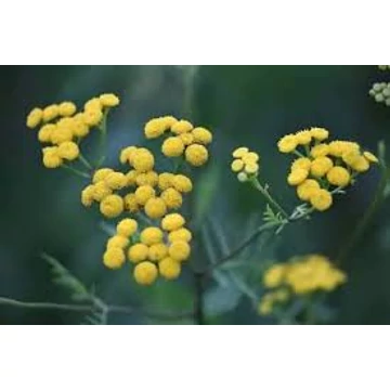 BIO OLASZ SZALMAGYOPÁR AROMAVÍZ / HELICHRYSUM ITALICUM 100 ML