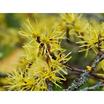 BIO VARÁZSMOGYORÓ AROMAVÍZ / HAMAMELIS VIRGINIA 100 ML