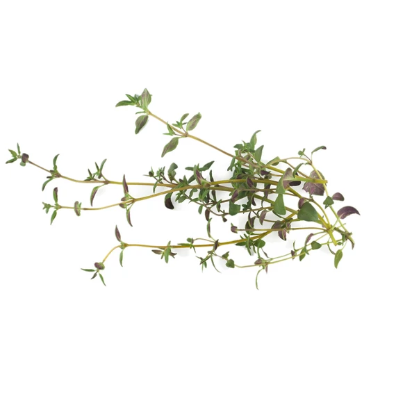 BIO KAKUKKFŰ AROMAVÍZ / THYMUS VULGARIS 200 ML