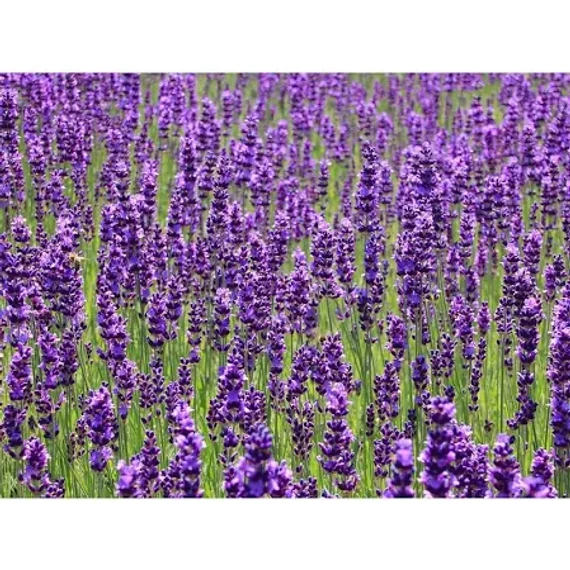 BIO ORVOSI LEVENDULA AROMAVÍZ / LAVANDULA ANGUSTIFOLIA 100 ML