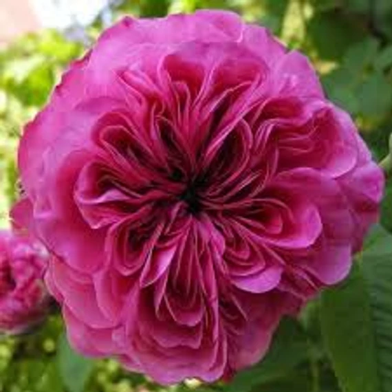 BIO DAMASZKUSZI RÓZSA AROMAVÍZ / ROSA DAMASCENA 200 ML