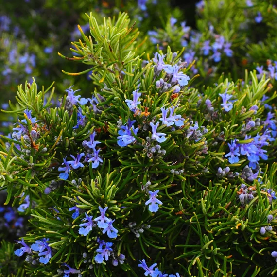 BIO ROZMARING AROMAVÍZ / ROSMARINUS OFFICINALIS 200 ML