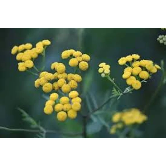 BIO OLASZ SZALMAGYOPÁR AROMAVÍZ / HELICHRYSUM ITALICUM 200 ML